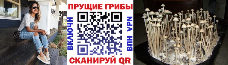 Псилоцибиновые грибы Cubensis Зея